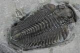 Bargain, Calymene Niagarensis Trilobite Molt - New York #99018-5
